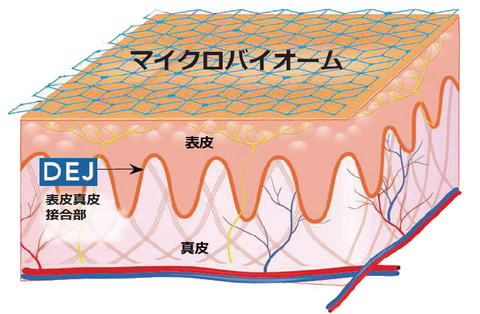 リビジョンスキンケア D·E·J face cream®（DEJフェイスクリーム）※購入時にはカウンセリングが必要です