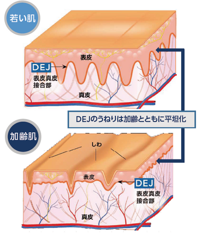 リビジョンスキンケア D·E·J Night face cream®（DEJナイトフェイスクリーム）※購入時にはカウンセリングが必要です